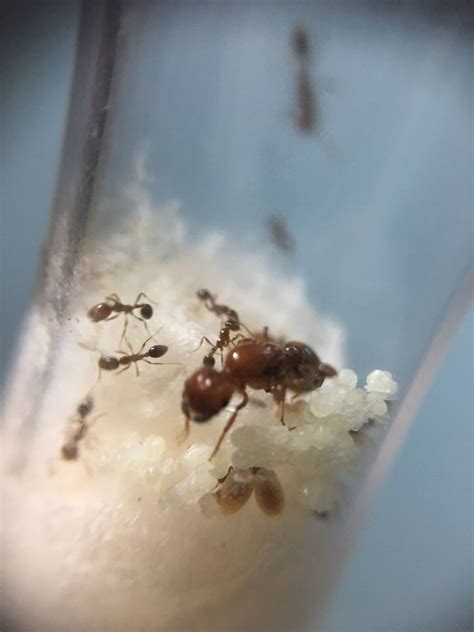 Queen Ants For Sale | Solenopsis geminata