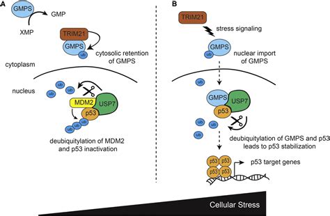 Back To Bases How A Nucleotide Biosynthetic Enzyme Controls P