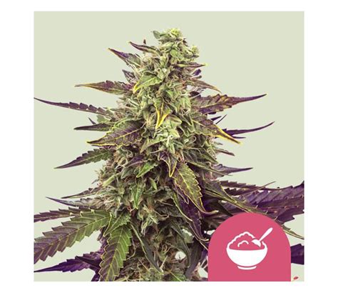 Cereal Milk By Royal Queen Seeds La Huerta Grow Shop