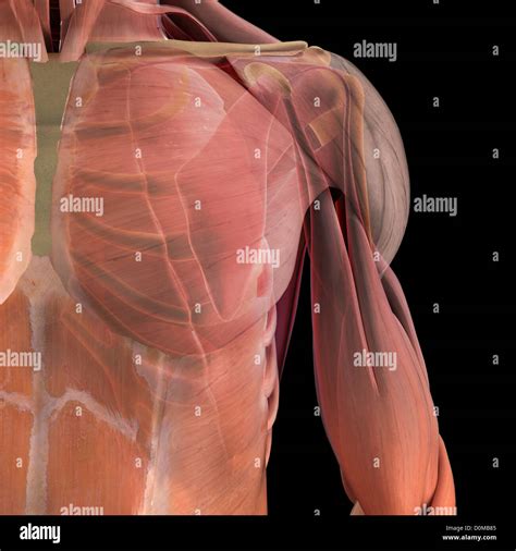 Anatomical Model Showing The Deltoid Biceps Brachii And Scapula Stock