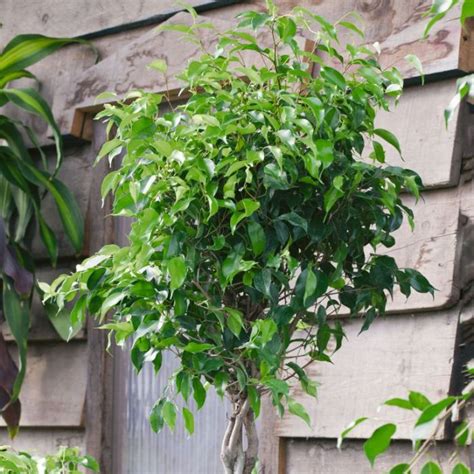 Ficus Benjamina Pandora Curly Weeping Fig Pot Little Prince To Go