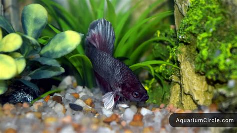 Betta Fish Breeding How To Breed Betta Fish At Home Detailed Step By