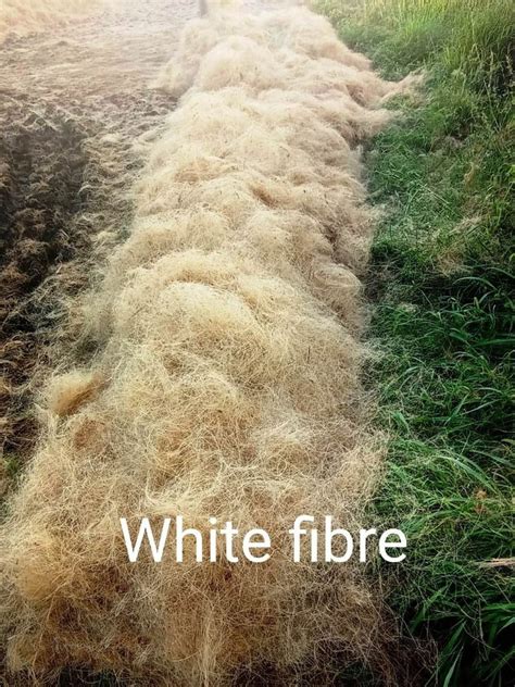 White Coir Fibre Packaging Type Loose Grade Recycled At Rs 18 Kg In