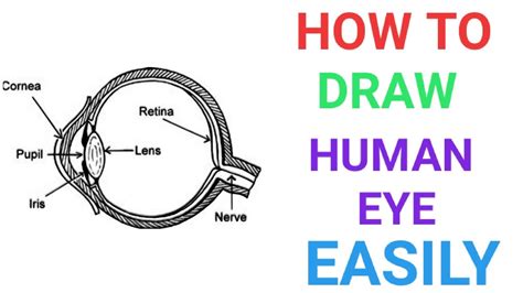 How To Draw Human Eye Easily Quickly Well Labelled Diagram For