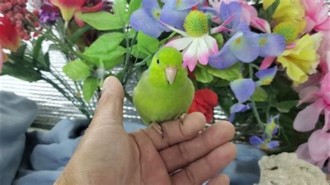 Dark Green Parrotlet Male 2 Youtube