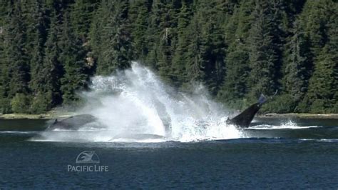 Pacific Life Tv Spot Whales Ispottv