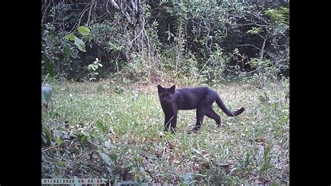 Gato do mato grande melânico YouTube