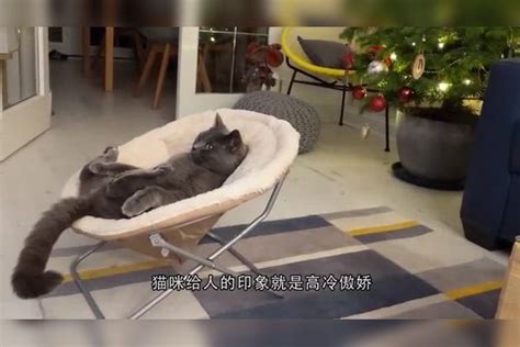 小主人出生后，猫咪是操碎了心，看完你还想养猫吗