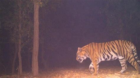 Elusive Bengal tiger attacks two tribal men who tried to catch it, disappears again | Kolkata ...