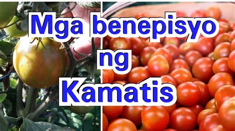 Mga Benepisyo Ng Kamatis YouTube