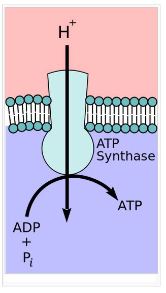 90 Oxidative Phosphorylation And Electron Transport Chain Biology Notes For A Level