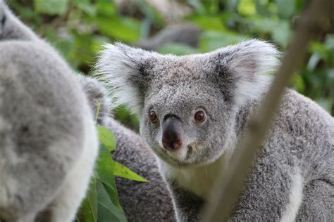 Koala Cute Tree Free Photo On Pixabay Pixabay