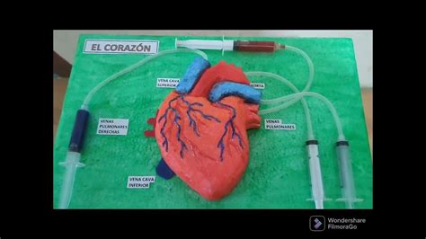 Circulatory System Science Exhibition At St Pious YouTube En