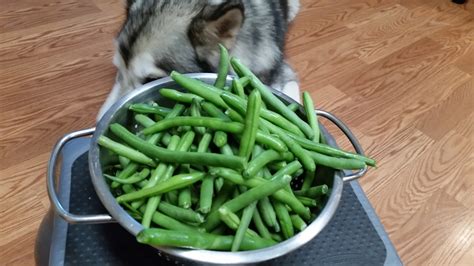 How Do I Give My Puppy Green Beans A Nutritious Treat Guide