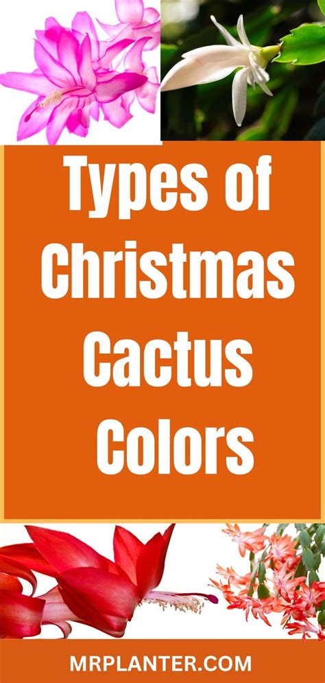 Types of Christmas Cactus Colors With Images Gardening Advice, Indoor Gardening, Indoor Plants ...