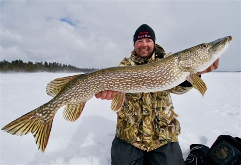 How To Pick The Perfect Ice Fishing Bait For Giant Northern Pike