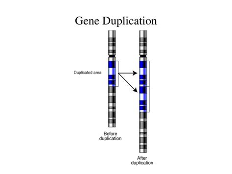 PPT - Gene Duplication PowerPoint Presentation, free download - ID:641837