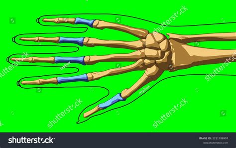 Human Skeleton Anatomy Proximal Phalanges Bones Stock Illustration ...