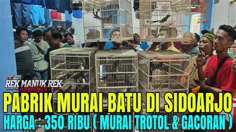 Murai Batu Blorok Trotol Jantan Ekor Super Panjang Gacoran Ekor