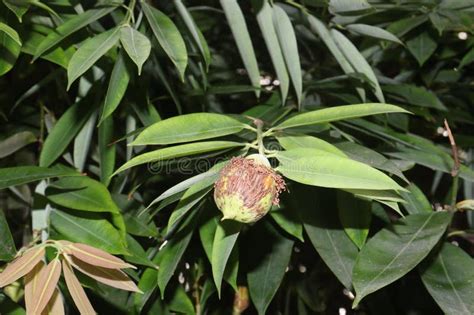 Ceylon Ironwood Fruit On Tree In Garden Stock Image Image Of Saffron