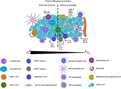 Schematic Presentation Of Tumor Microenvironment In Breast Cancer