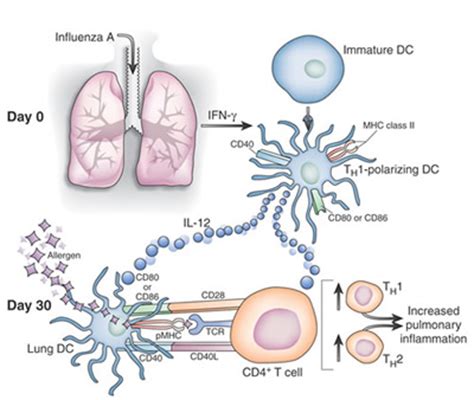 Asthma Lung Immunology - Research - Pulmonary and Critical Care ...