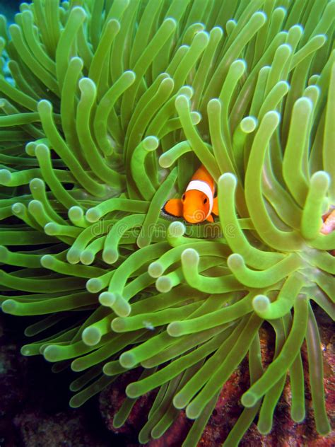 Clownfish And Anemone Stock Photo Image Of Fish Life 10948970