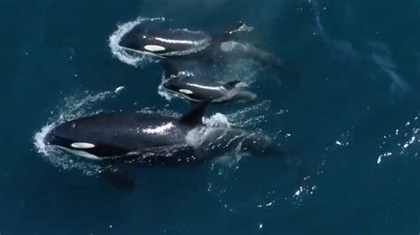 In A Rare Visit Southern Resident Killer Whale Pod Turns Up In