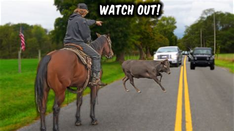 The Creekbend Boys Catch A Cow In The Road Youtube