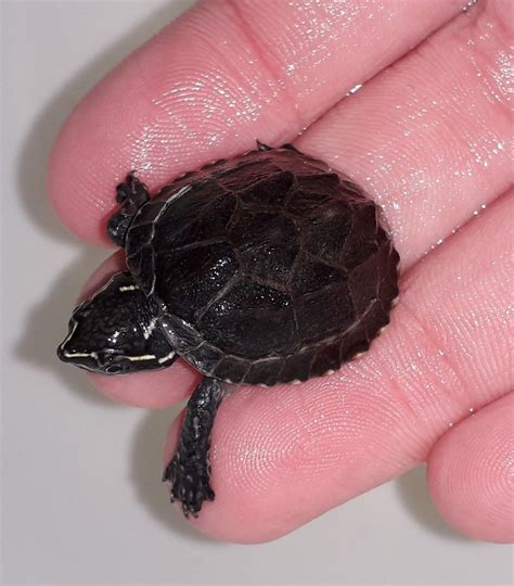 Baby Musk Turtle Today