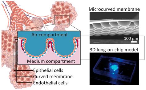 3d Lung On Chip Model Based On Biomimetically Microcurved Culture