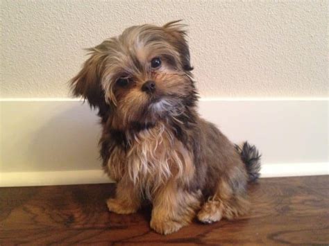 Shih Tzu Mixes And Cross Breeds Shih Tzu World