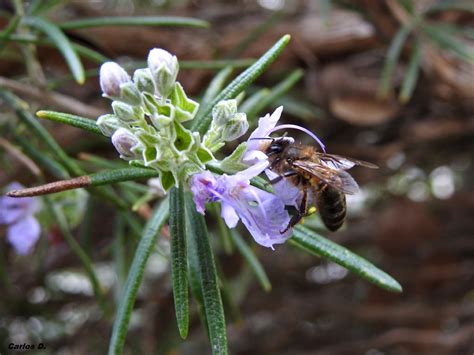 Abeja Europea Apis Mellifera Sobre El Romero Salvia Rosmarinus Por