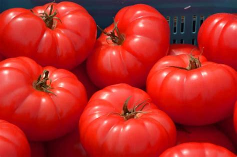 Best Disease Resistant Tomato Varieties For Common Tomato Diseases