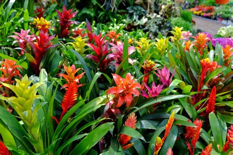 Everything You Need To Know About Bromeliad Blooms Happysprout