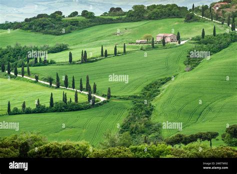 Cypress Lined Road Hi Res Stock Photography And Images Alamy