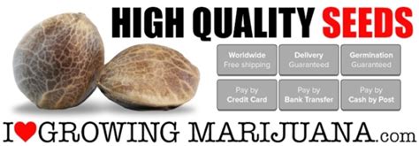 ILGM Marijuana Seeds | Marijuana Seeds For Sale