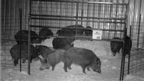 How traps and 'Judas pigs' are helping in Sask.'s battle against wild boars | CBC News