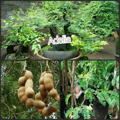 Jual Bibit Asam Asem Jawa Batang Bahan Bonsai Di Lapak Adelia Nursery