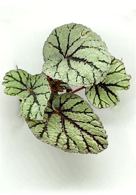 Begonias Rex BEGONIASYMAS