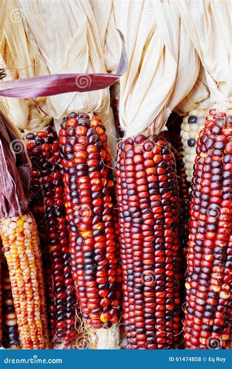 Decorative Indian Corn With Colorful Kernels Stock Photo Image Of