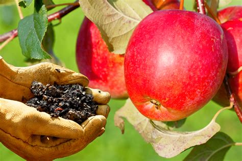 Quel Est Le Meilleur Moment Pour Fertiliser Vos Arbres Fruitiers