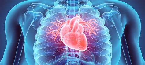 39 Interesting Human Heart Facts 2024