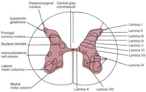 Somatosensory System Flashcards Quizlet