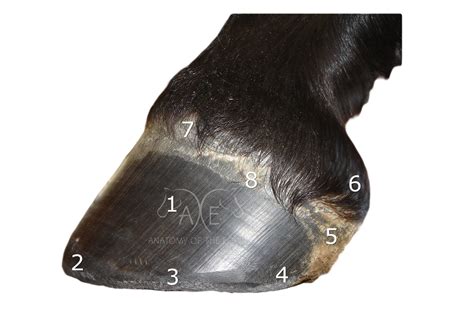 Hoof Anatomy Photos