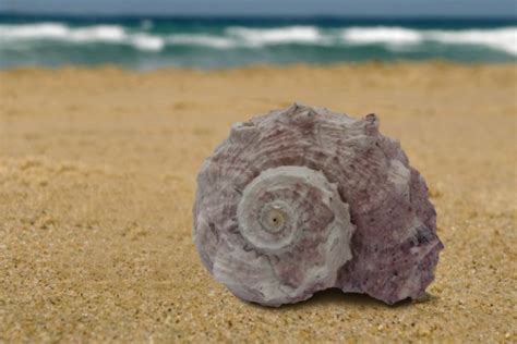 Free Images Water Rock Wood Stone Food Produce Autumn Material