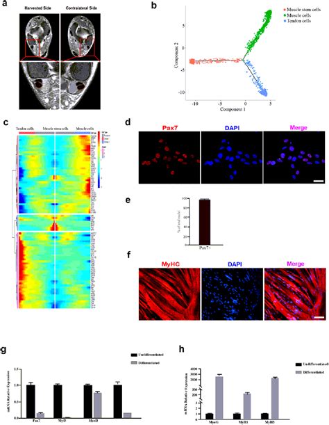 Figure 1 From Human Muscle Stem Progenitor Cells Are Bi Potential Adult