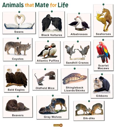 Animals That Mate For Life Facts List Pictures And More