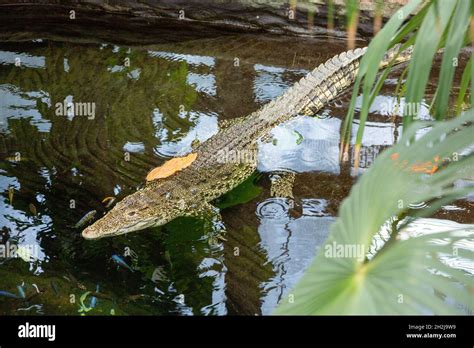 Cuban Crocodile Crocodylus Rhombifer At Paignton Zoo Devon England