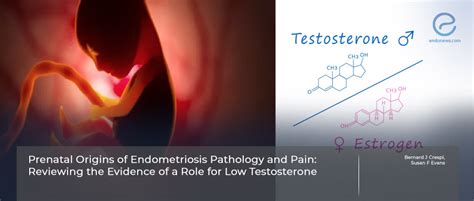 Exploring The Potential Impact Of Prenatal Testosterone On